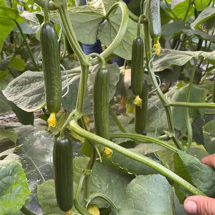 雅安预售黄瓜种苗 批发品种