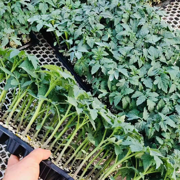 早春普罗旺斯西红柿苗 草莓番茄苗 西红柿育苗厂