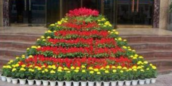 江宁区花卉种植公司怎么样 欢迎咨询 南京康之蕊园艺供应