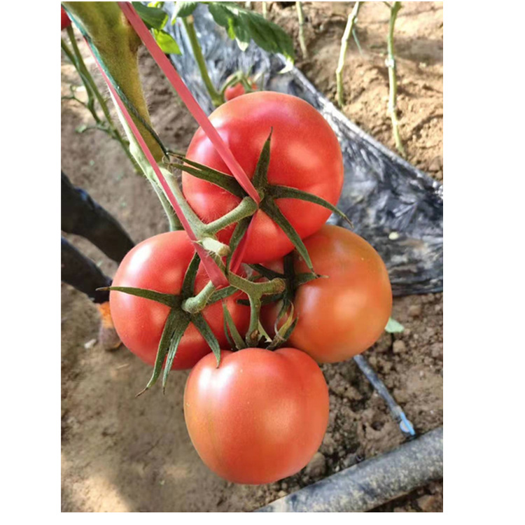 抗病毒齐达利西红柿苗 草莓番茄苗 供应番茄苗厂