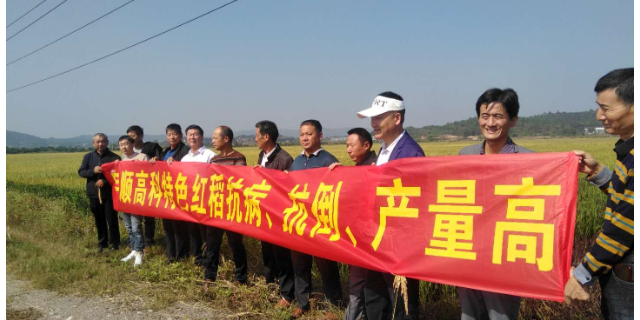 安庆好吃的虾稻米生产厂家 欢迎来电 宇顺高科种业供应
