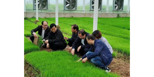 安庆虾稻米吃法 值得信赖 宇顺高科种业供应