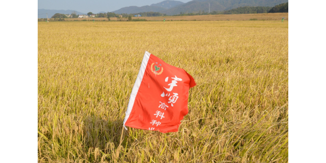 安庆质量好的健康米生产厂家 有口皆碑 宇顺高科种业供应