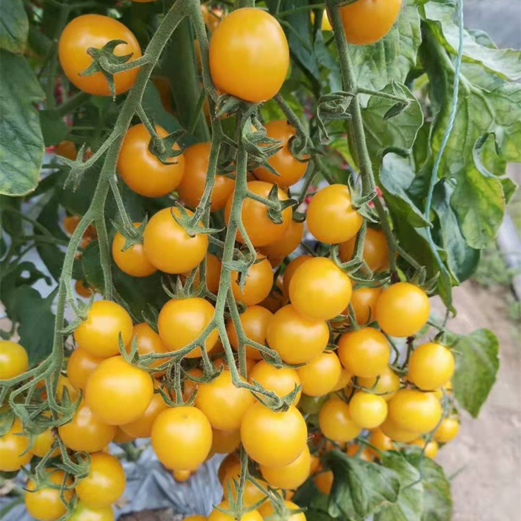 代育樱桃番茄苗 西红柿苗批发基地
