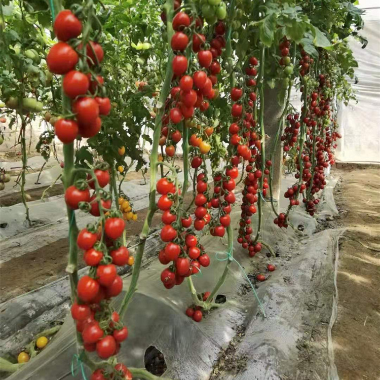 预售小番茄苗 西红柿苗批发基地
