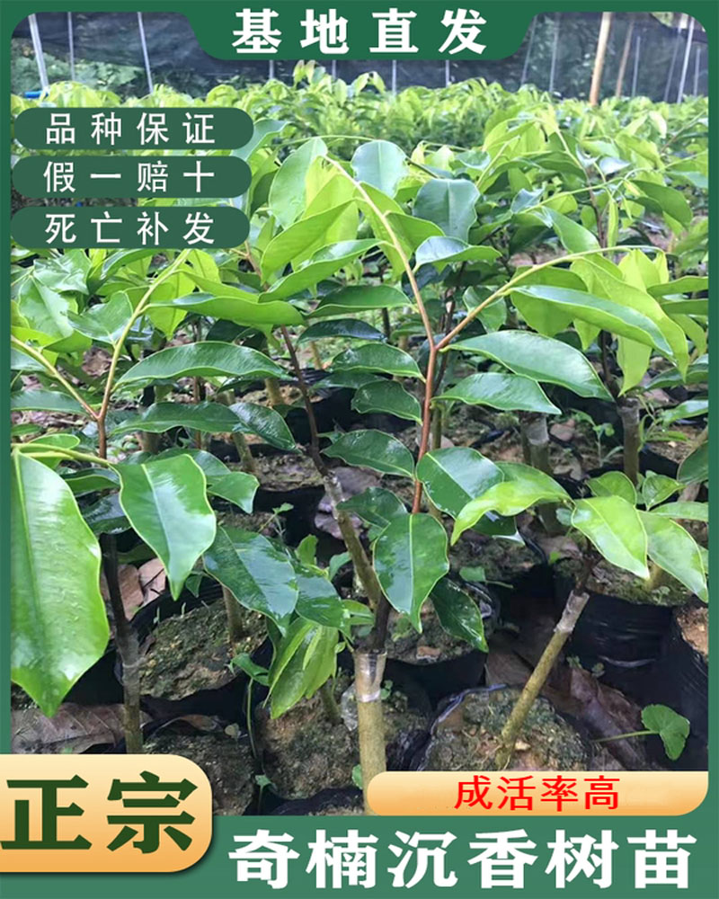 奇楠沉香树苗种植水肥条件种植奇楠树次浇水一定要浇透,这是苗木的定