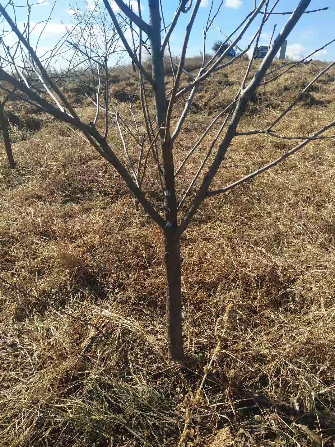 杭州景观文冠果树苗基地 全国可发货