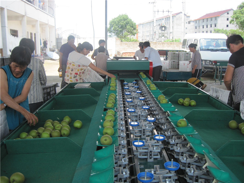 選果機銷售廠家 水果分級機型號大全 SZ橢圓選果機