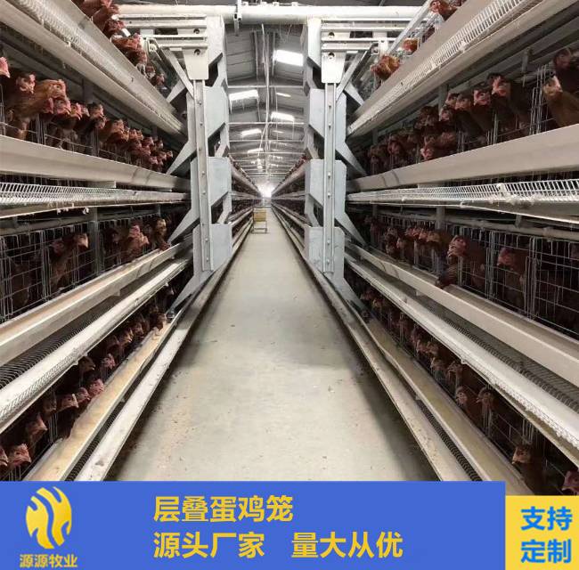 鸡笼自动化养殖设备蛋鸡笼肉鸡笼育雏笼鸡舍改造养鸡设备