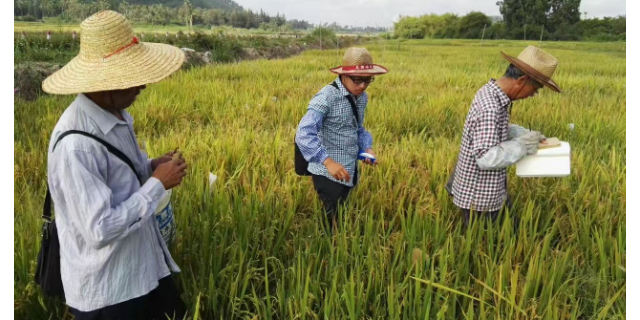 宜秀区特色的三色米生产厂家 值得信赖 宇顺高科种业供应