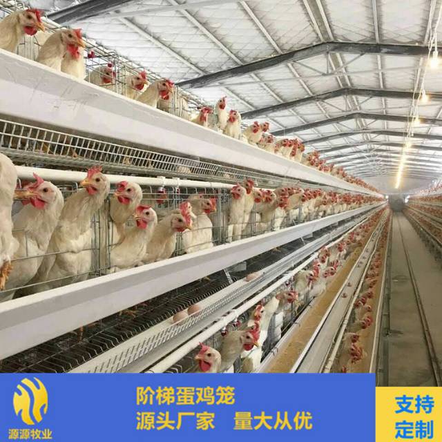 养鸡设备鸡舍改造自动化养殖设备蛋鸡笼肉鸡笼育雏笼可定制