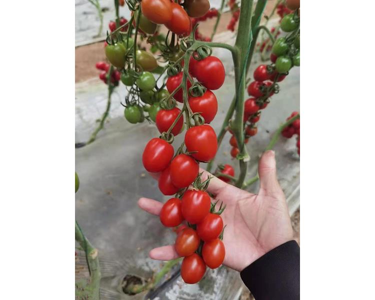 温度番茄属喜温作物,在正常条件,适宜温度为20～25.