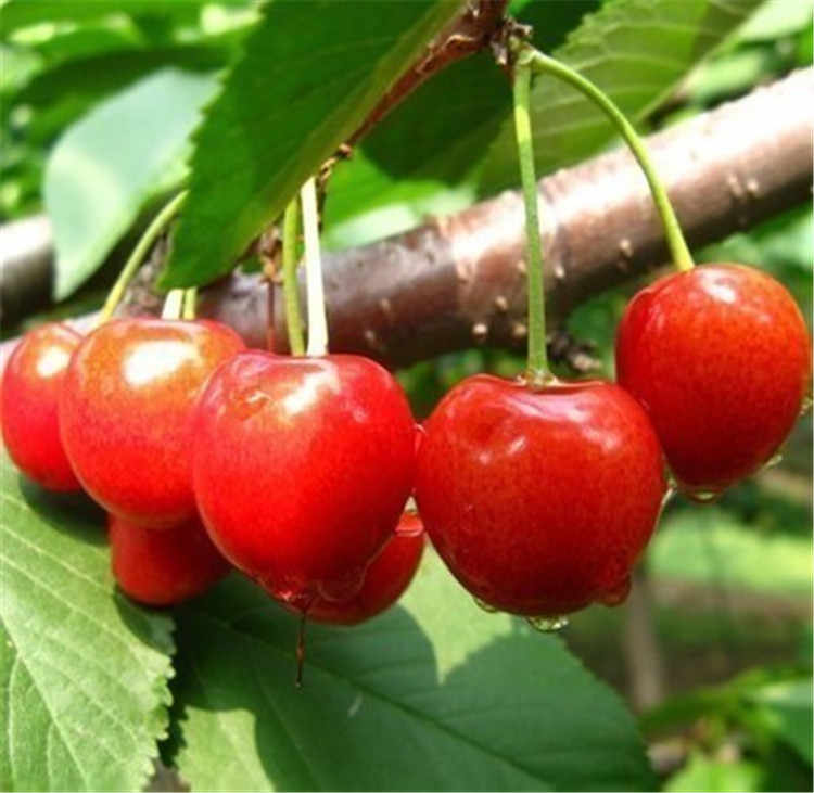 乌克兰樱桃树苗 收益快