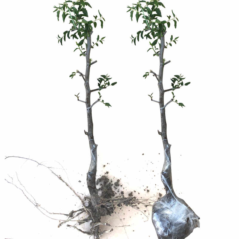 春季枣树苗的种植方法