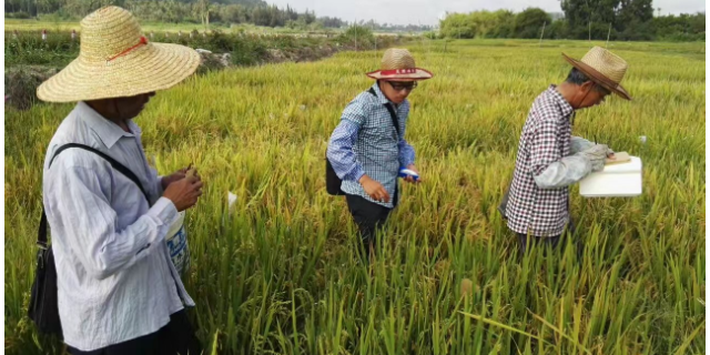 安庆虾稻米米质 值得信赖 宇顺高科种业供应