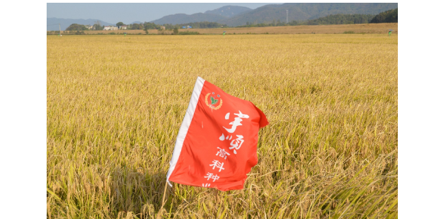 安庆好吃的虾稻米生产厂家 欢迎来电 宇顺高科种业供应