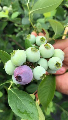 销售中鑫蓝莓培育基地追雪珠宝奥尼尔蓝莓苗哪里有