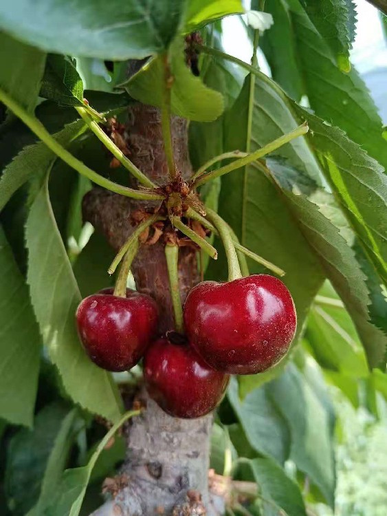 泰安中鑫农业早熟齐早樱桃 樱桃新品种鲁樱3号,一根棍雷洁娜俄罗斯8号性能可靠