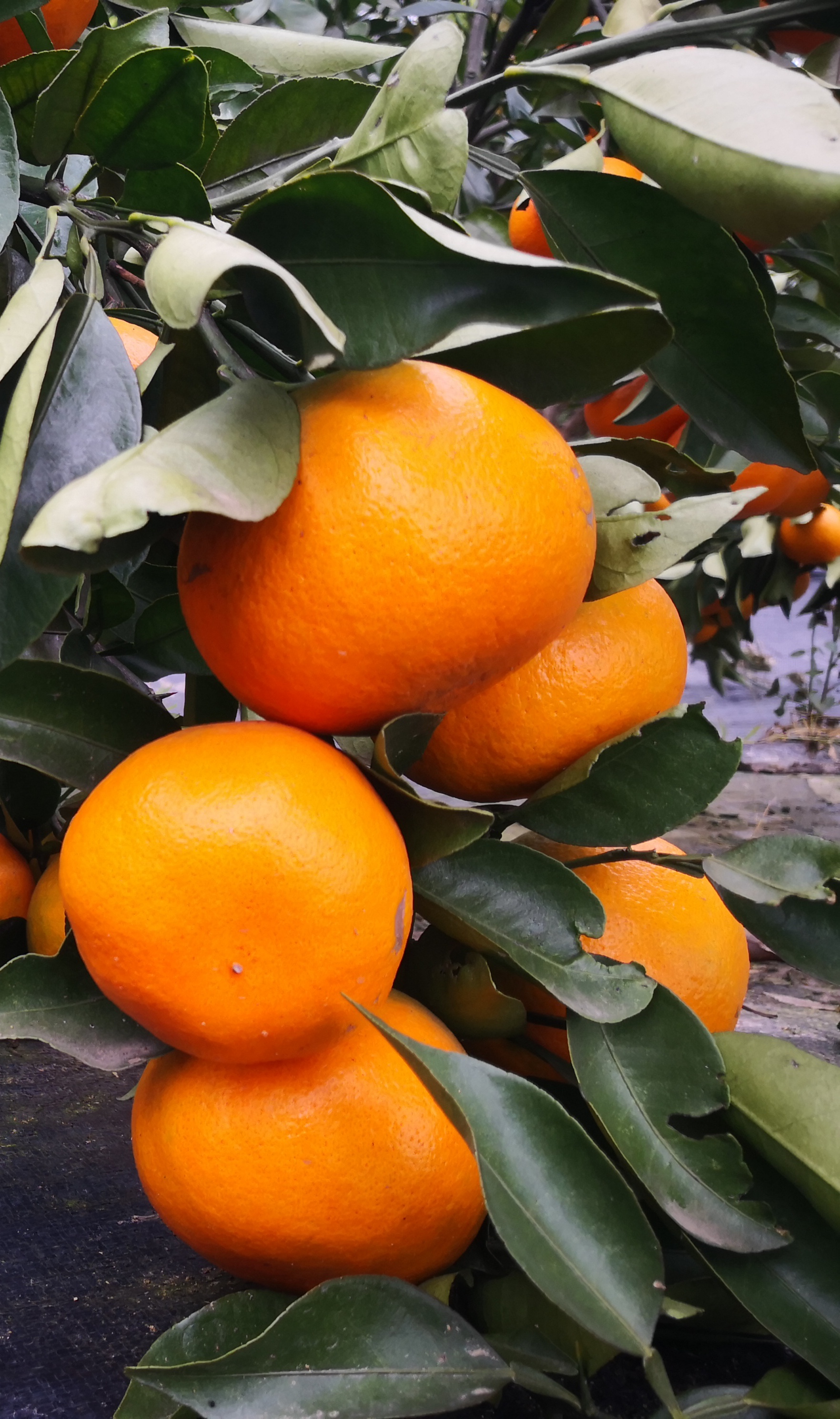 湖南千思农林科技柑橘新品种基地 明日见果树嫁接苗木