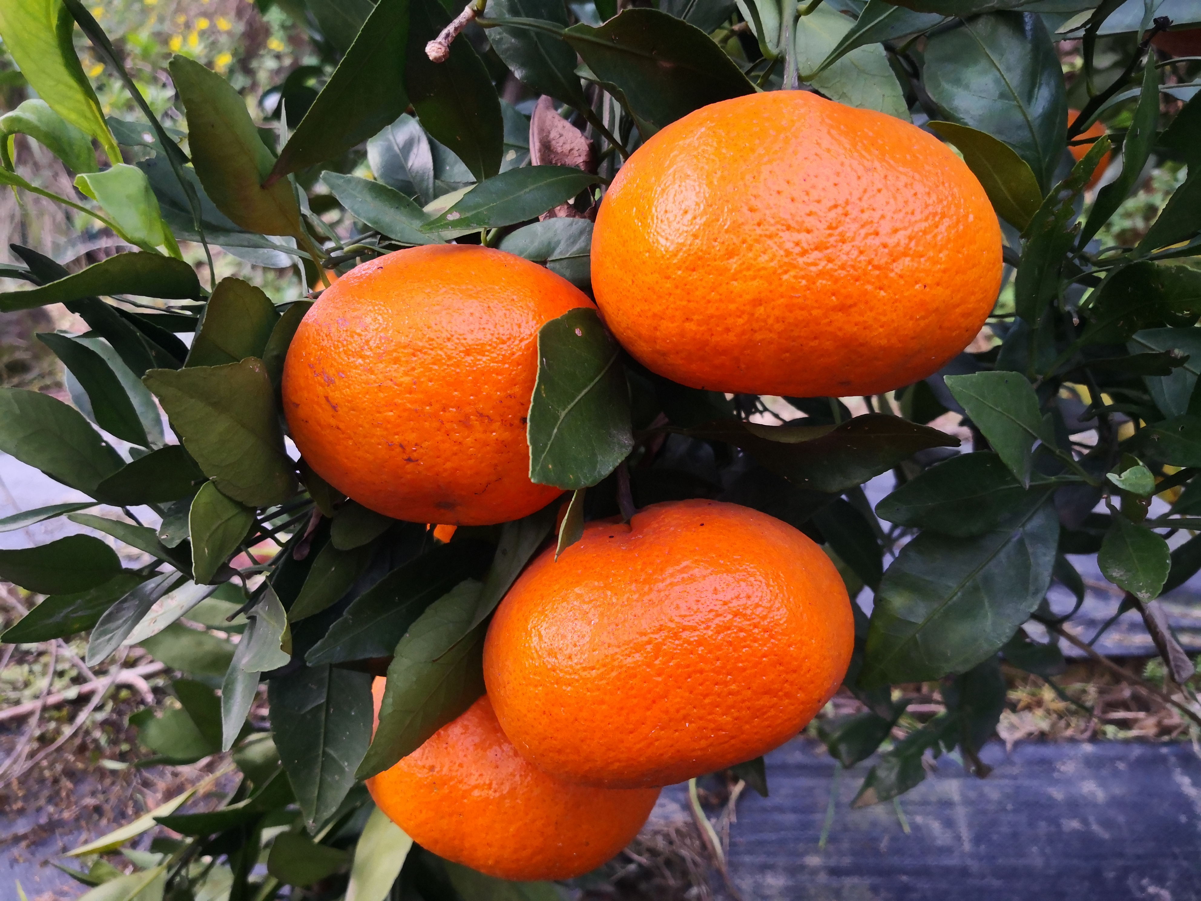 湖南千思农林科技晚熟甘平柑橘树苗高60公分无核品种