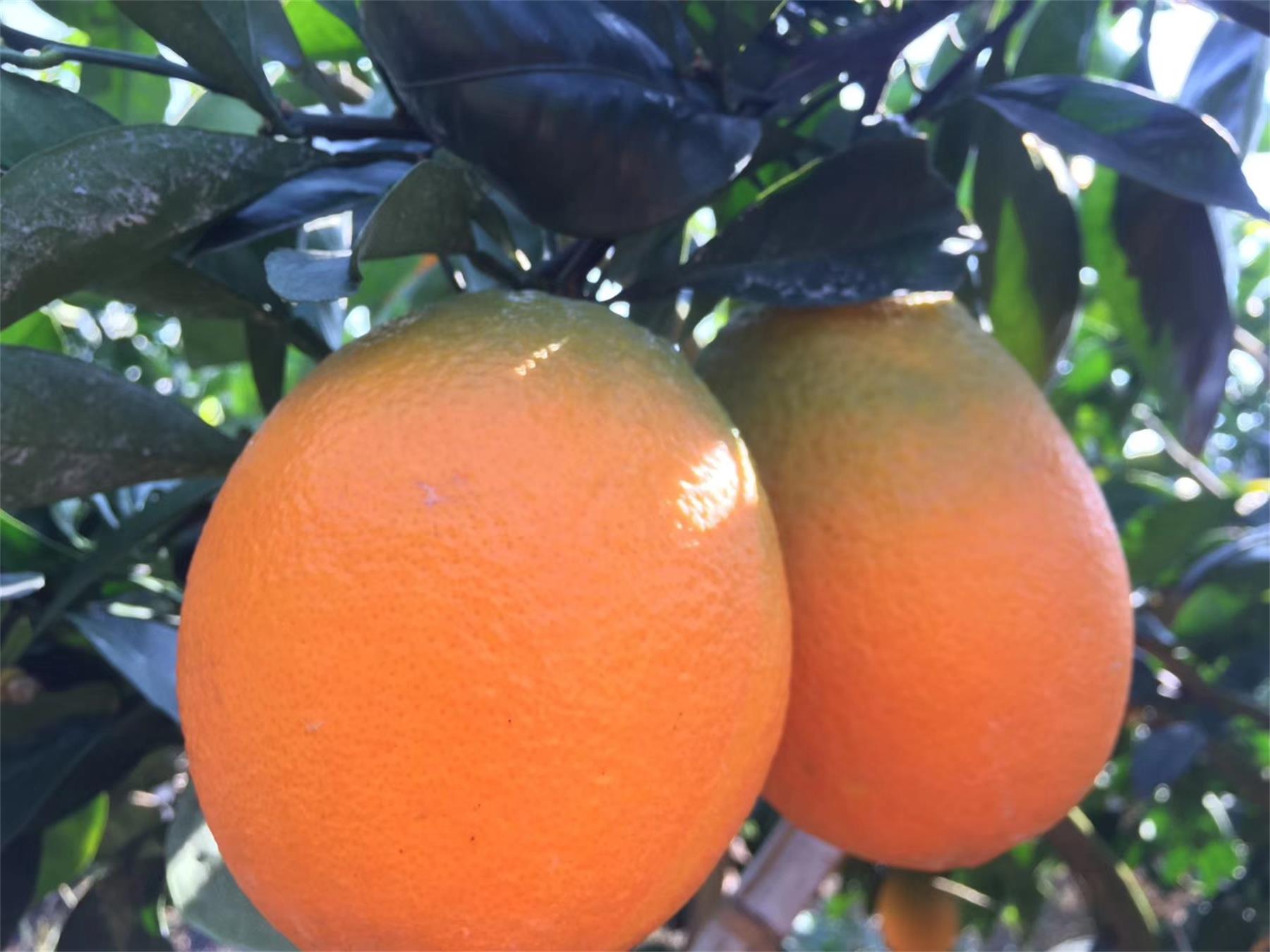 橙子新品种_青秋脐橙树苗_早熟脐橙新品种基地