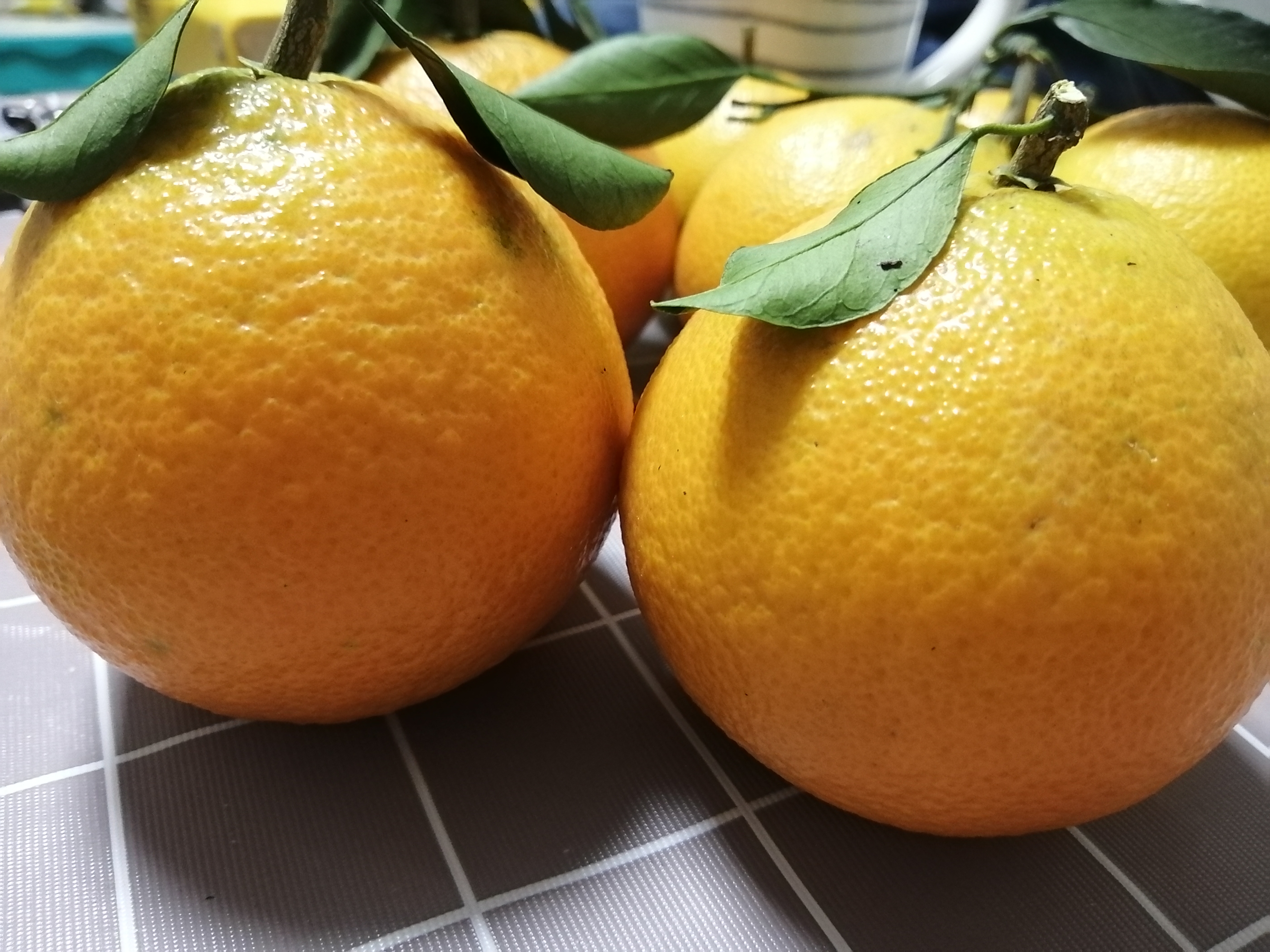 湖南黄美人柑橘种植_晚熟杂柑黄美人大果无核柑橘新品种