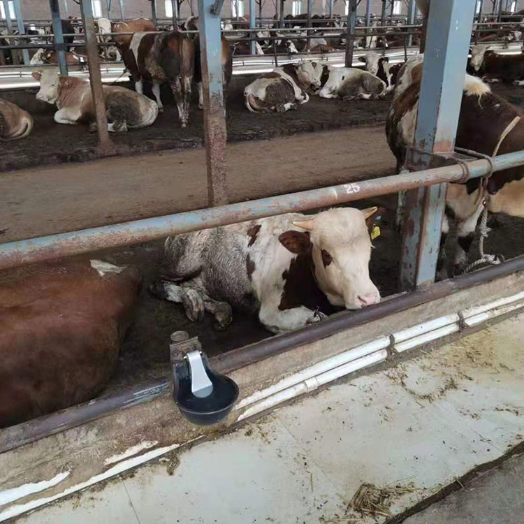 牛喝水用饮水碗 牛羊马驴 加厚铸铁烤漆自动上水饮水碗 即开即用