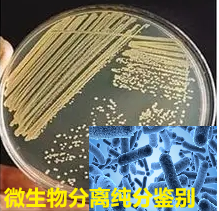 微生物鉴别 污染菌菌属鉴别 食用菌种真实性鉴定 酸奶中乳酸菌与双歧杆菌菌种构成鉴定