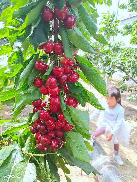 樱桃根系樱桃根系齐早樱桃苗优质服务