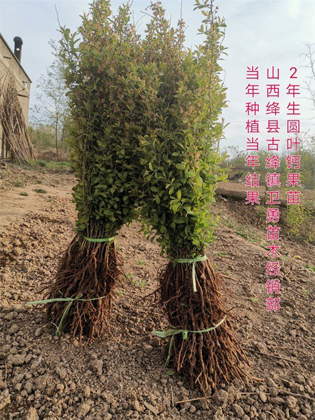 广东三年生钙果苗一亩地种植多少棵,欧李苗