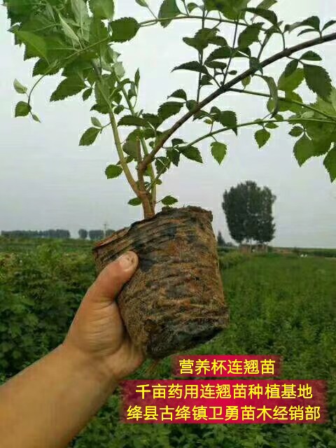 重庆0.4公分连翘苗种植基地