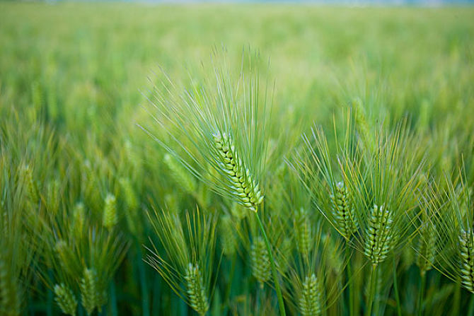 新品种六棱大麦种子如何种植