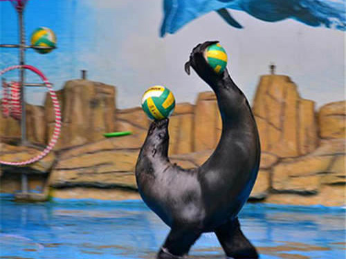 萌寵養殖海獅表演羊駝出租鱷魚展
