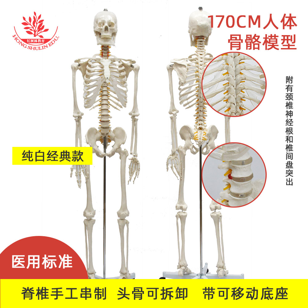 170cm人体骨骼模型