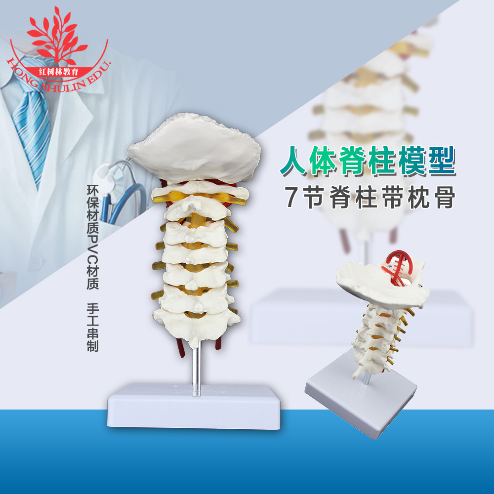7节颈椎带枕骨模型PVC材质附动脉血管