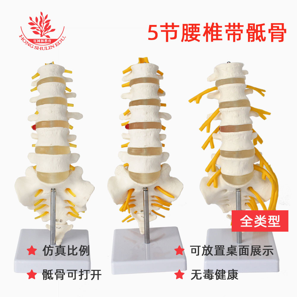 腰zhui模型PVC材料带马尾神经正常5节脊椎