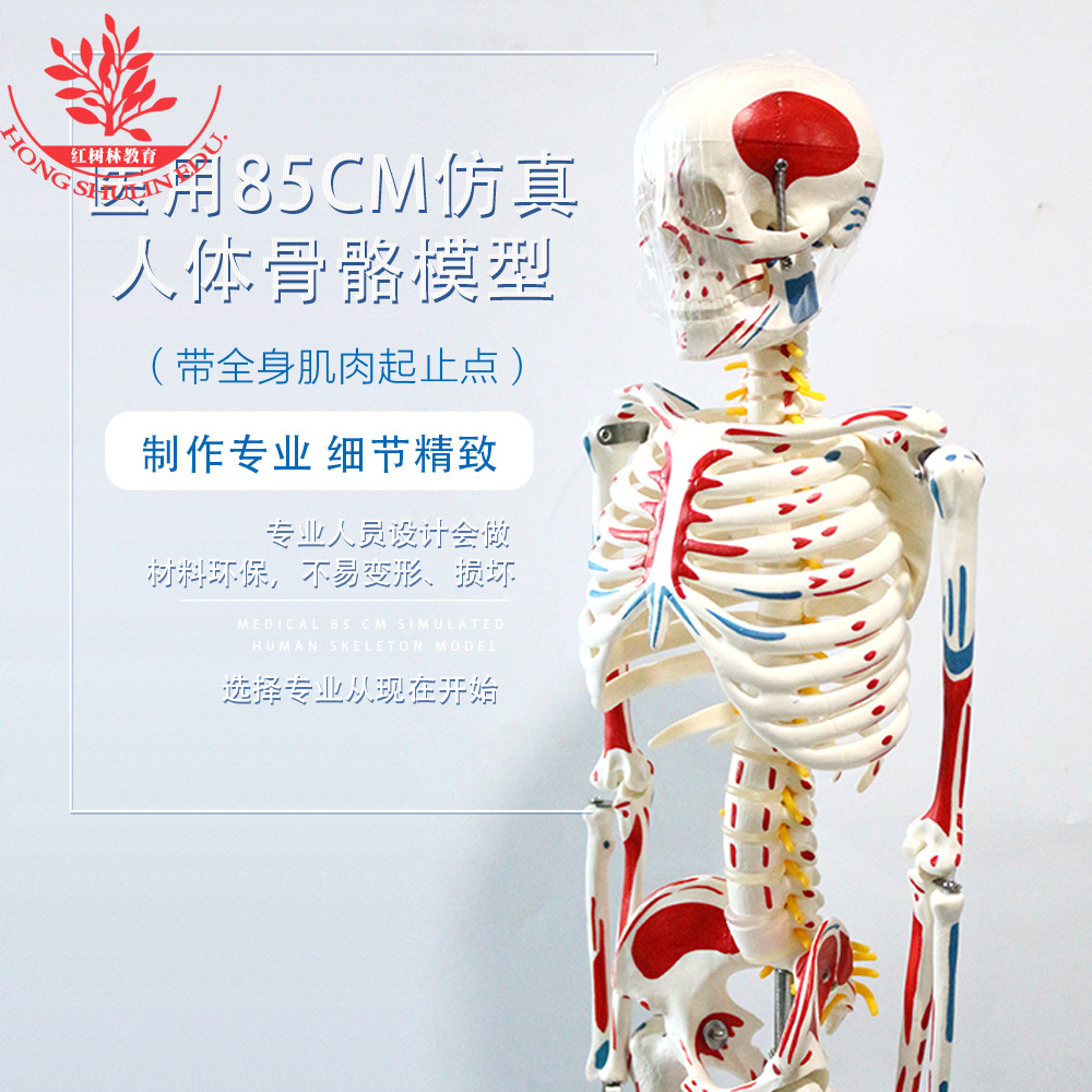 85cm人体骨架带全身肌肉模型