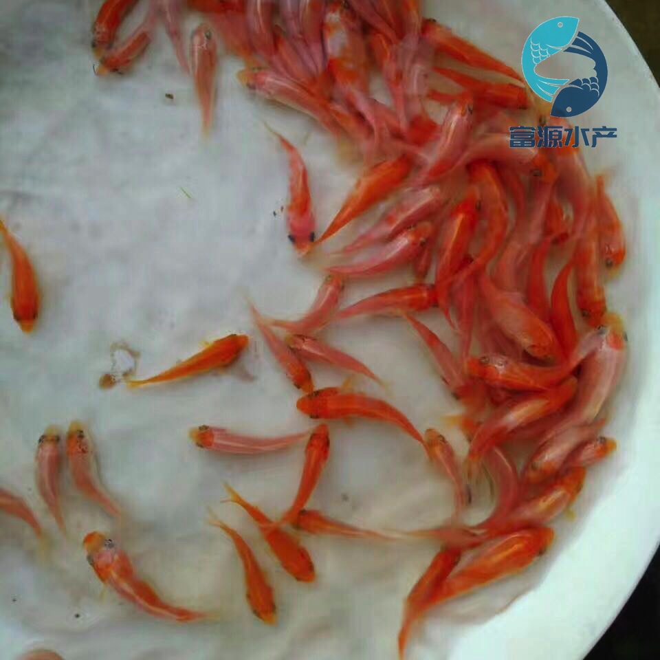 广州市富源水产鱼苗场供应的锦鲤鱼苗