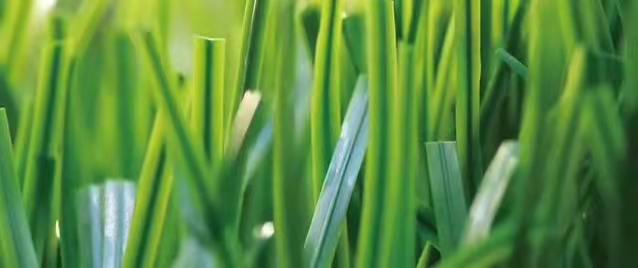 杭州足球场人造草坪绿色环保