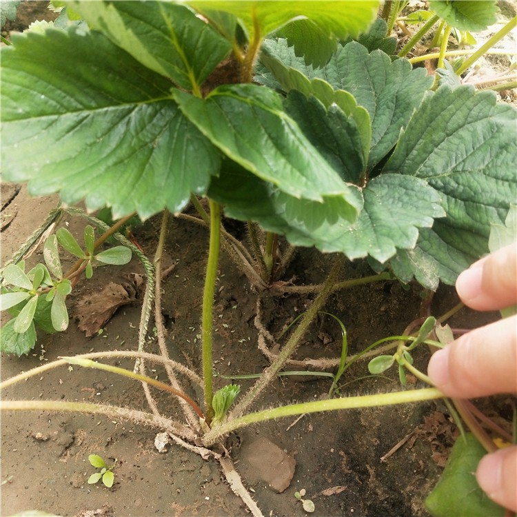 菠萝草莓苗栽培重点