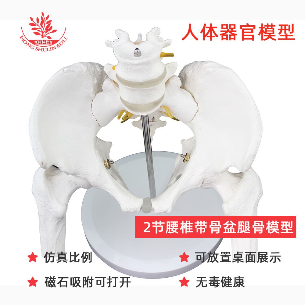 2节腰zhui带盆骨股骨模型