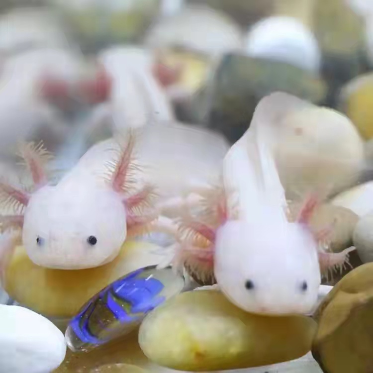 六角蝾螈，自己繁殖产量大，全国批发