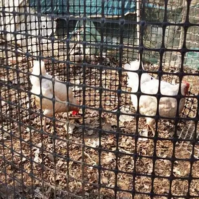塑料土工格栅，鸡鸭养殖、果园圈地专业围网