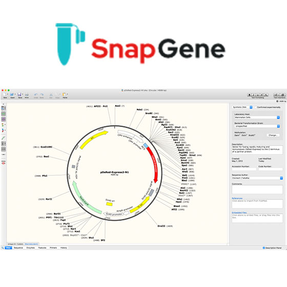 snapgene使用说明_提供实验室解决方案