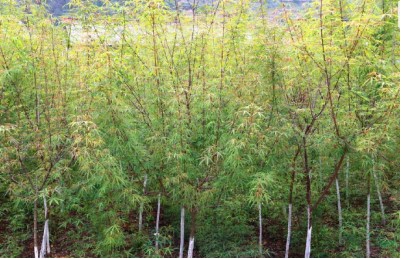 五小叶槭 大量供应鸡爪槭苗木