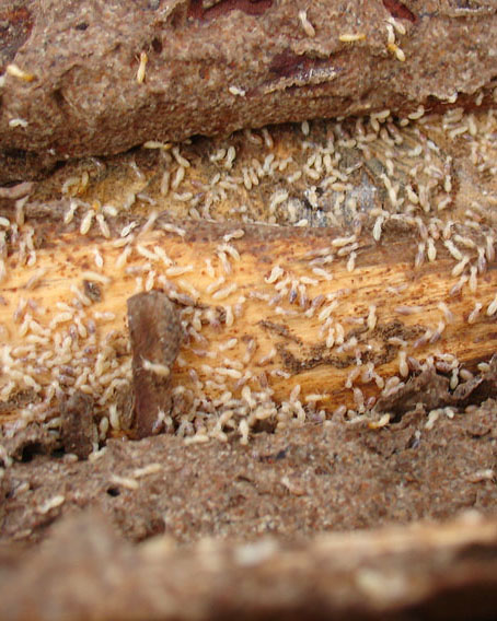 龙门-树木白蚁防治工程