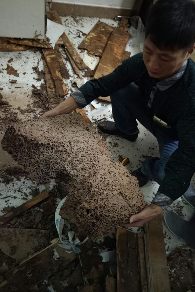惠州公园白蚁防治费用