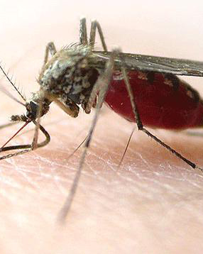 惠州新闻谈如何灭蚊子