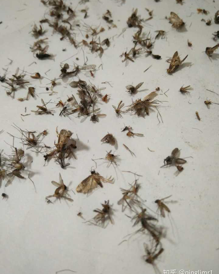 惠州灭蚊蝇工程