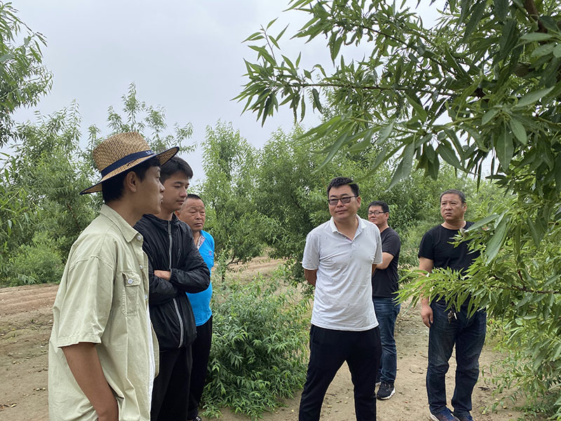 巴旦木树适合在甘肃省栽吗？几月份种植比较好？